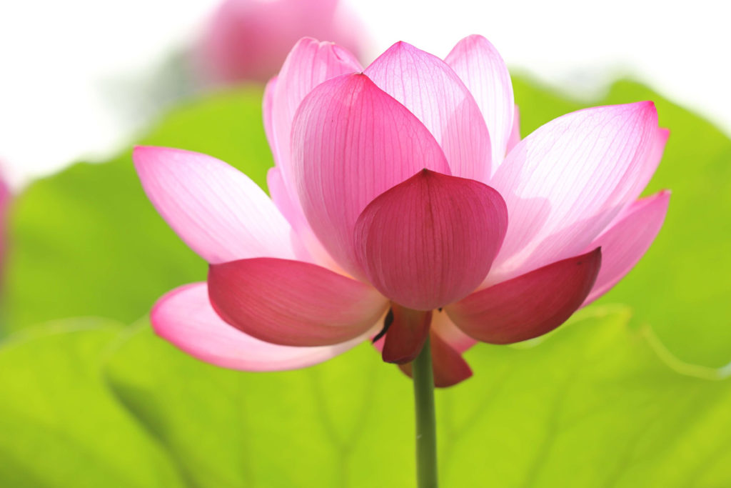 https://app.jungleharmony.com/emerging-research-on-the-potential-therapeutic-benefits-for-healthy-individuals/